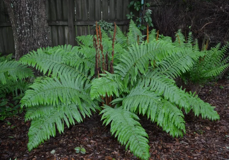 10 Cinnamon Fern Rhizomes - Osmundastrum Cinnamomeum - Perennial Deciduous Fern - Image 2