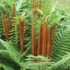 10 Cinnamon Fern Rhizomes - Osmundastrum Cinnamomeum - Perennial Deciduous Fern - Image 1