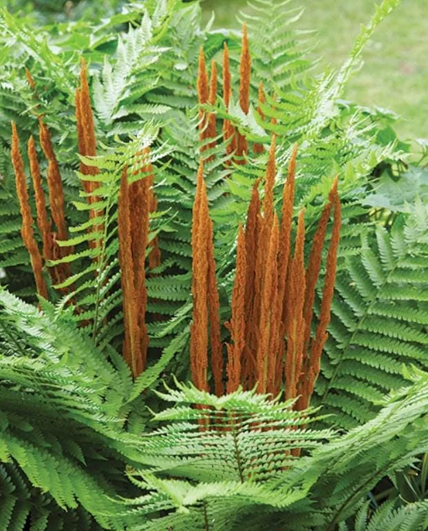 10 Cinnamon Fern Rhizomes - Osmundastrum Cinnamomeum - Perennial Deciduous Fern - Image 1