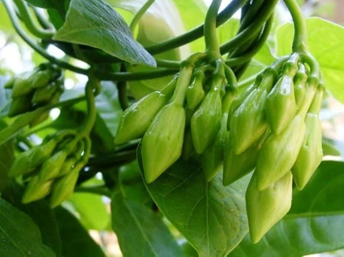 10 Fernaldia Pandurata Seeds - White Loroco Seeds, Perennial Climbing Vine - Image 2