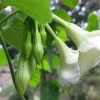 10 Fernaldia Pandurata Seeds - White Loroco Seeds, Perennial Climbing Vine 10 Fernaldia Pandurata Seeds - White Loroco Seeds, Perennial Climbing Vine - Image 1