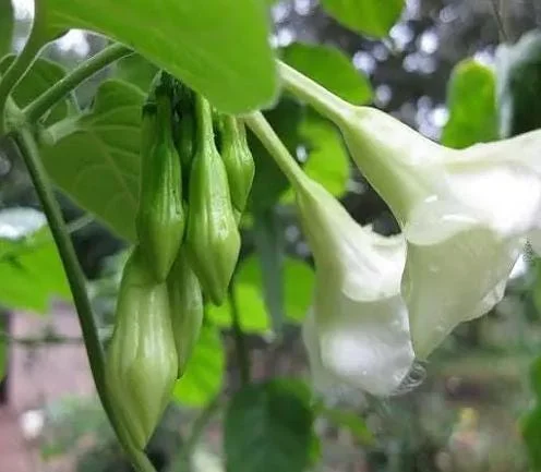 10 Fernaldia Pandurata Seeds - White Loroco Seeds, Perennial Climbing Vine - Image 1