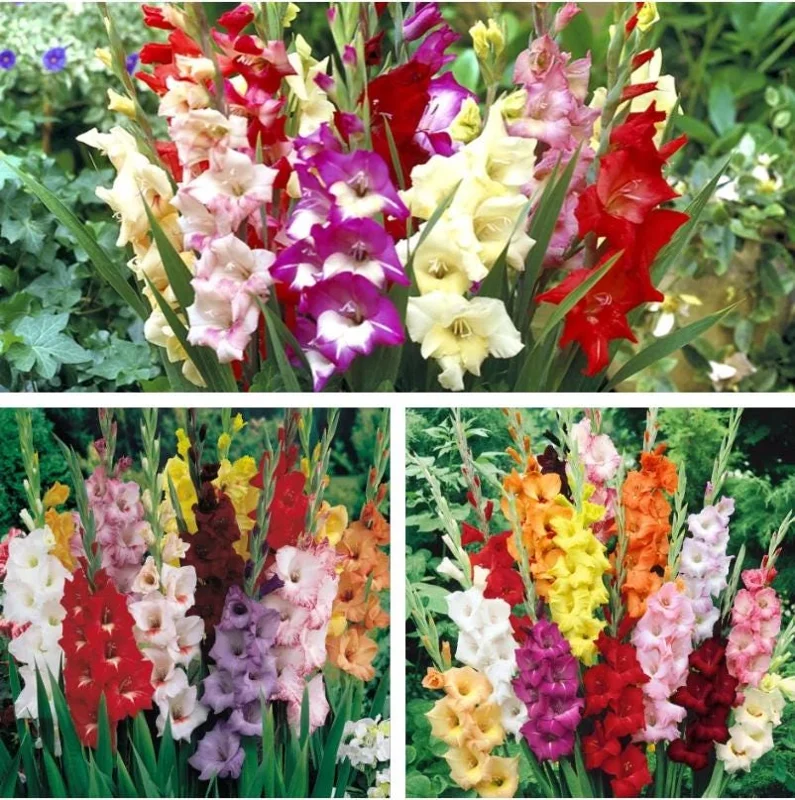 10 Large Flowering Rainbow Gladiolus Bulbs for Planting – Summer Blooms, 12/14 cm 10 Large Flowering Rainbow Gladiolus Bulbs for Planting – Summer Blooms, 12/14 cm - Image 2