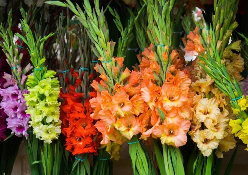 10 Large Flowering Rainbow Gladiolus Bulbs for Planting – Summer Blooms, 12/14 cm 10 Large Flowering Rainbow Gladiolus Bulbs for Planting – Summer Blooms, 12/14 cm - Image 3
