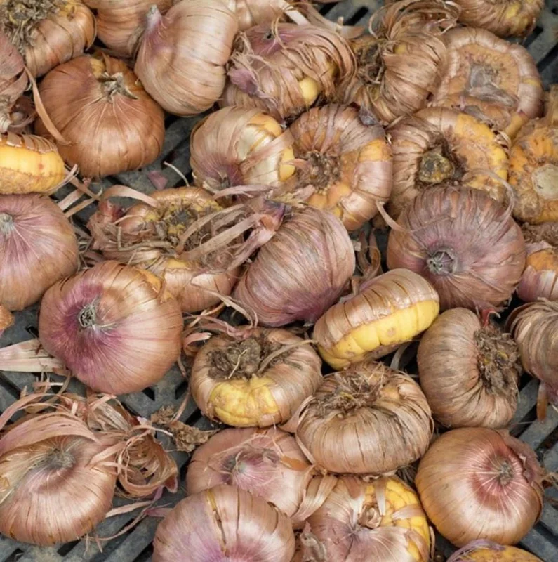 10 Large Flowering Rainbow Gladiolus Bulbs for Planting – Summer Blooms, 12/14 cm 10 Large Flowering Rainbow Gladiolus Bulbs for Planting – Summer Blooms, 12/14 cm - Image 4