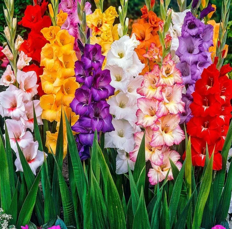 10 Large Flowering Rainbow Gladiolus Bulbs for Planting – Summer Blooms, 12/14 cm 10 Large Flowering Rainbow Gladiolus Bulbs for Planting – Summer Blooms, 12/14 cm - Image 1