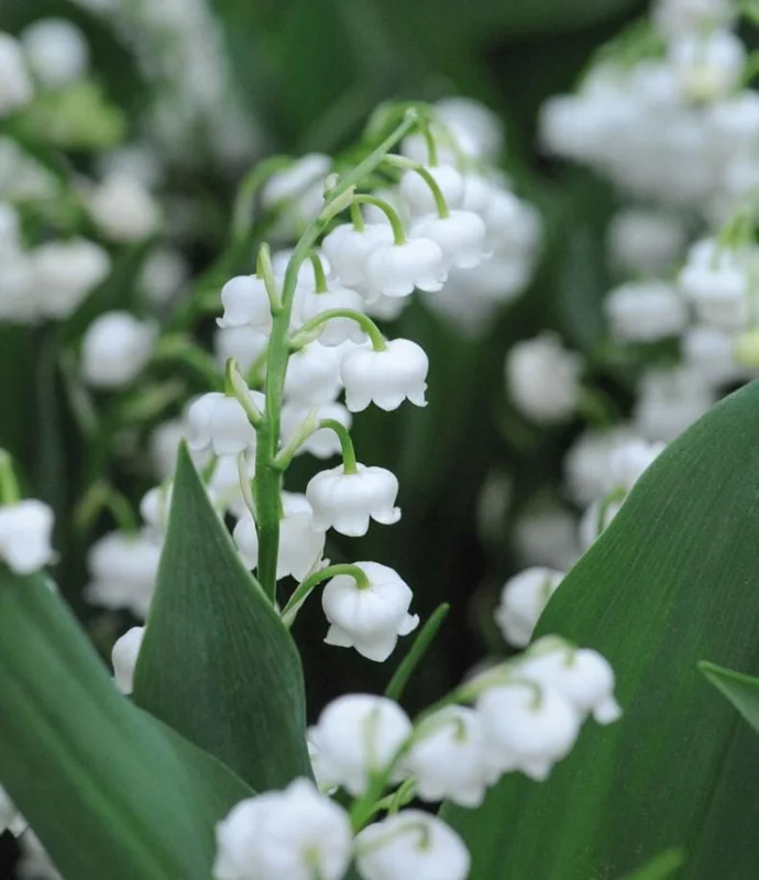 10 Lily of the Valley Bare Roots - Convallaria Majalis - Fragrant Perennial Bulbs - Image 2