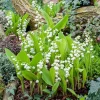 10 Lily of the Valley Bare Roots - Convallaria Majalis - Fragrant Perennial Bulbs 10 Lily of the Valley Bare Roots - Convallaria Majalis - Fragrant Perennial Bulbs - Image 1