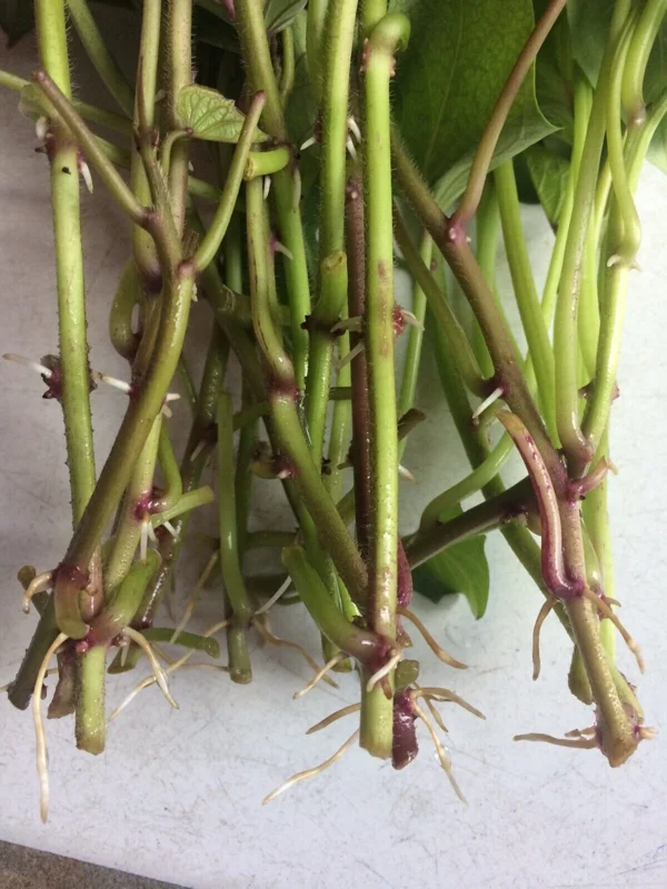 10 Mixed Variety Sweet Potato Plants - Live Yam Plants for Planting 10 Mixed Variety Sweet Potato Plants - Live Yam Plants for Planting - Image 6