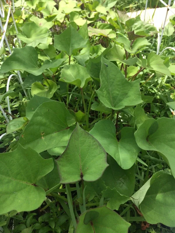 10 Mixed Variety Sweet Potato Plants - Live Yam Plants for Planting 10 Mixed Variety Sweet Potato Plants - Live Yam Plants for Planting - Image 7