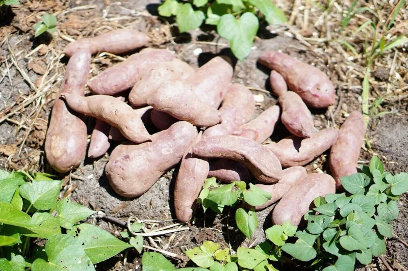10 Mixed Variety Sweet Potato Plants - Live Yam Plants for Planting 10 Mixed Variety Sweet Potato Plants - Live Yam Plants for Planting - Image 8