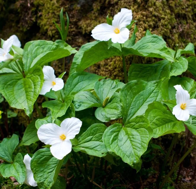 10 White Trillium Bulbs - Three-Petaled White Flowers Perennial Plant 10 White Trillium Bulbs - Three-Petaled White Flowers Perennial Plant - Image 2