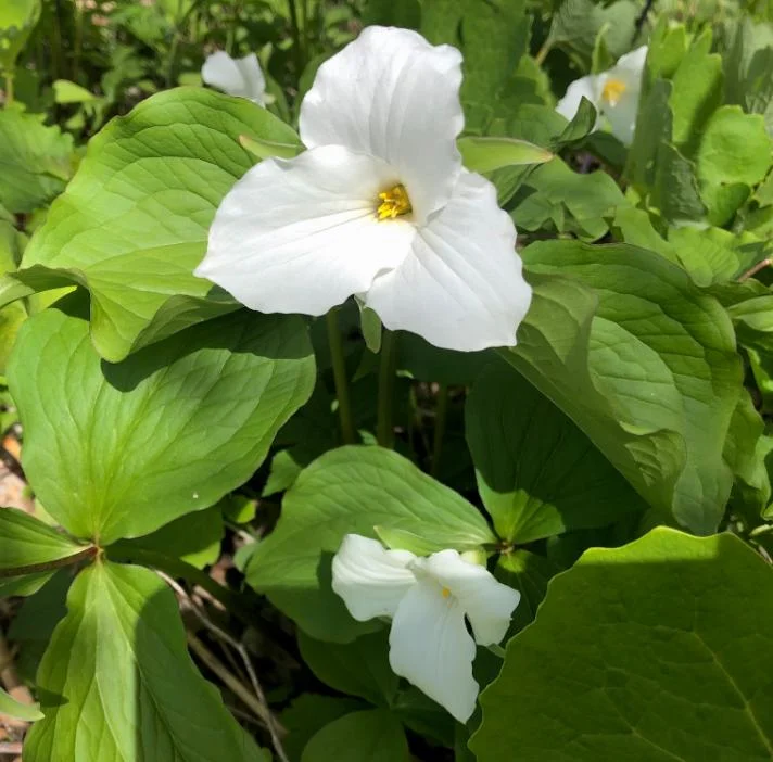 10 White Trillium Bulbs - Three-Petaled White Flowers - Bareroot Perennial Plant 10 White Trillium Bulbs - Three-Petaled White Flowers - Bareroot Perennial Plant - Image 2