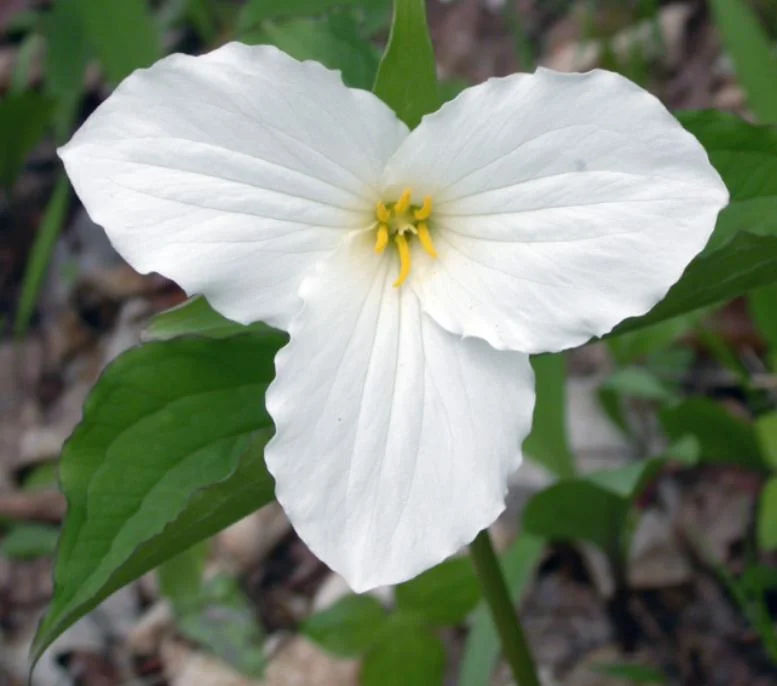 10 White Trillium Bulbs - Three-Petaled White Flowers - Bareroot Perennial Plant 10 White Trillium Bulbs - Three-Petaled White Flowers - Bareroot Perennial Plant - Image 3
