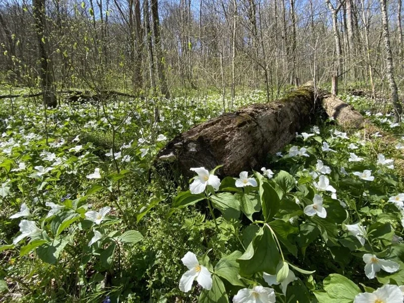 10 White Trillium Bulbs - Three-Petaled White Flowers Perennial Plant 10 White Trillium Bulbs - Three-Petaled White Flowers Perennial Plant - Image 3
