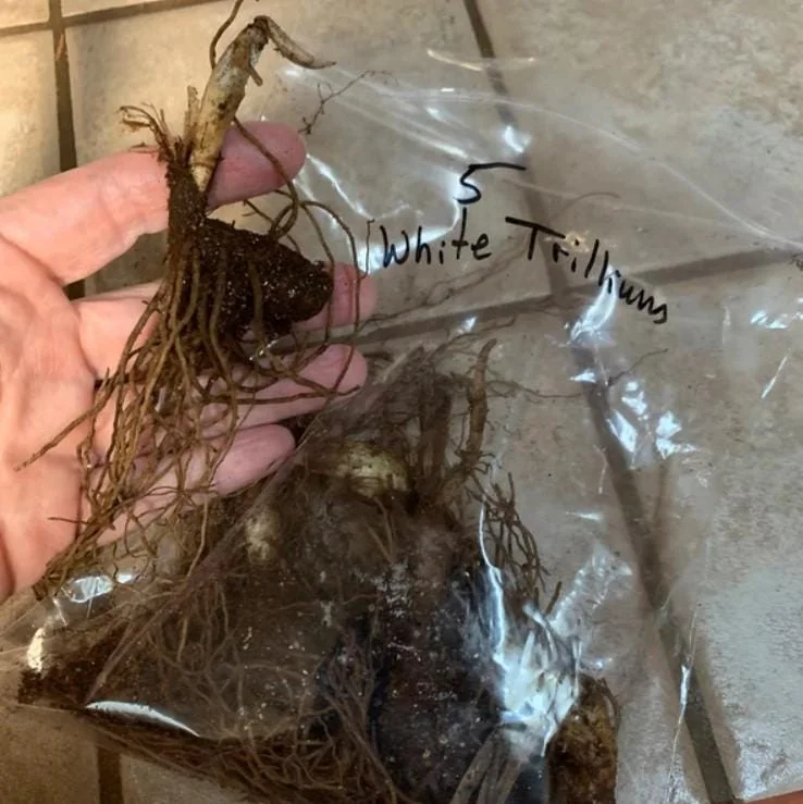 10 White Trillium Bulbs - Three-Petaled White Flowers Perennial Plant 10 White Trillium Bulbs - Three-Petaled White Flowers Perennial Plant - Image 4