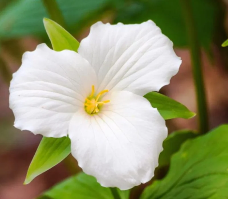 10 White Trillium Bulbs - Three-Petaled White Flowers - Bareroot Perennial Plant 10 White Trillium Bulbs - Three-Petaled White Flowers - Bareroot Perennial Plant - Image 4