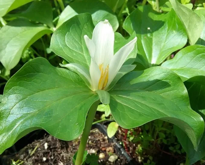 10 White Trillium Bulbs - Three-Petaled White Flowers - Bareroot Perennial Plant 10 White Trillium Bulbs - Three-Petaled White Flowers - Bareroot Perennial Plant - Image 5