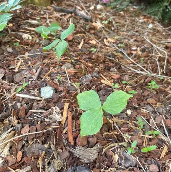 10 White Trillium Bulbs - Three-Petaled White Flowers Perennial Plant 10 White Trillium Bulbs - Three-Petaled White Flowers Perennial Plant - Image 5