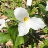 10 White Trillium Bulbs - Three-Petaled White Flowers - Bareroot Perennial Plant - Image 1