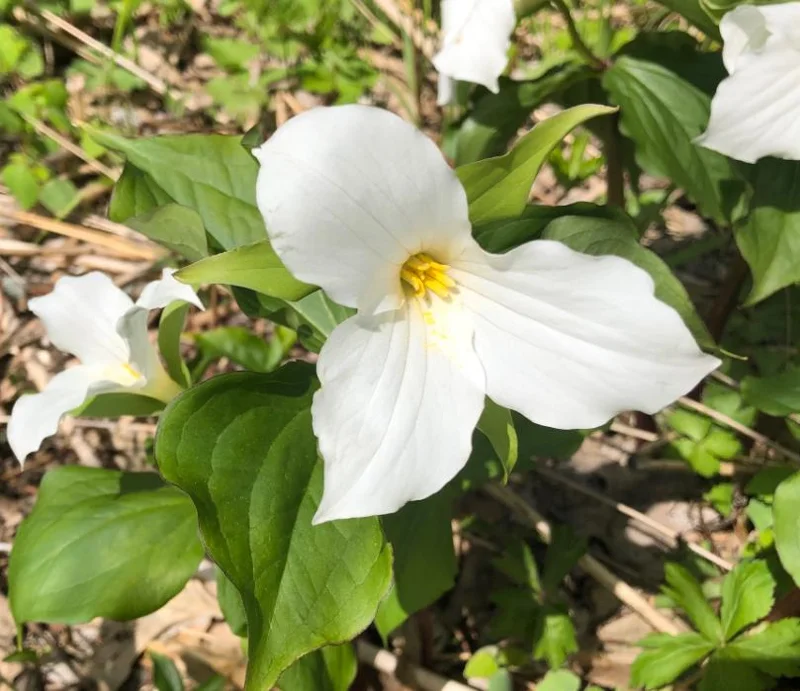 10 White Trillium Bulbs - Three-Petaled White Flowers - Bareroot Perennial Plant 10 White Trillium Bulbs - Three-Petaled White Flowers - Bareroot Perennial Plant - Image 1