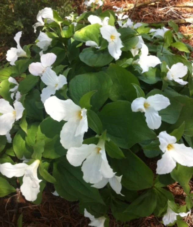 10 White Trillium Bulbs - Three-Petaled White Flowers - Bareroot Perennial Plant 10 White Trillium Bulbs - Three-Petaled White Flowers - Bareroot Perennial Plant - Image 6