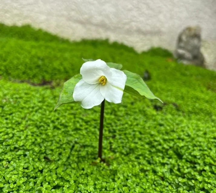 10 White Trillium Bulbs - Three-Petaled White Flowers Perennial Plant 10 White Trillium Bulbs - Three-Petaled White Flowers Perennial Plant - Image 6