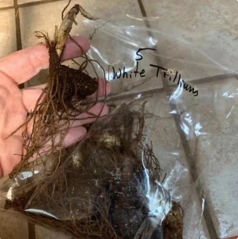 10 White Trillium Bulbs - Three-Petaled White Flowers - Bareroot Perennial Plant 10 White Trillium Bulbs - Three-Petaled White Flowers - Bareroot Perennial Plant - Image 7