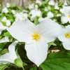 10 White Trillium Bulbs - Three-Petaled White Flowers Perennial Plant - Image 1