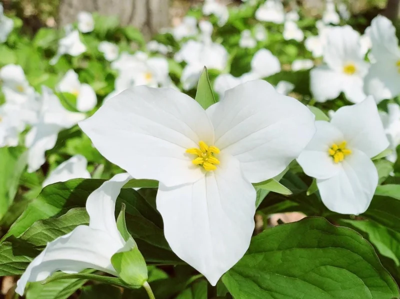 10 White Trillium Bulbs - Three-Petaled White Flowers Perennial Plant 10 White Trillium Bulbs - Three-Petaled White Flowers Perennial Plant - Image 1