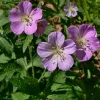 10 Wild Geranium Live Bareroots - Hardy Perennial Lavender Flowers Plant 10 Wild Geranium Live Bareroots - Hardy Perennial Lavender Flowers Plant - Image 1