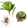 10 Wild Ramps Bulbs - Bare Root Perennial Onion Starter for Outdoor Garden - Image 1