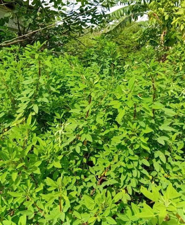 145 Chipilin Seeds for Planting - Rare Guatemalan Herb, Yellow Flowers - Image 2