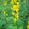 145 Chipilin Seeds for Planting - Rare Guatemalan Herb, Yellow Flowers - Image 1