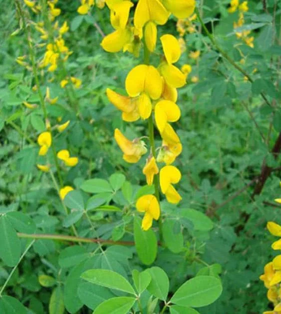 145 Chipilin Seeds for Planting - Rare Guatemalan Herb, Yellow Flowers - Image 1