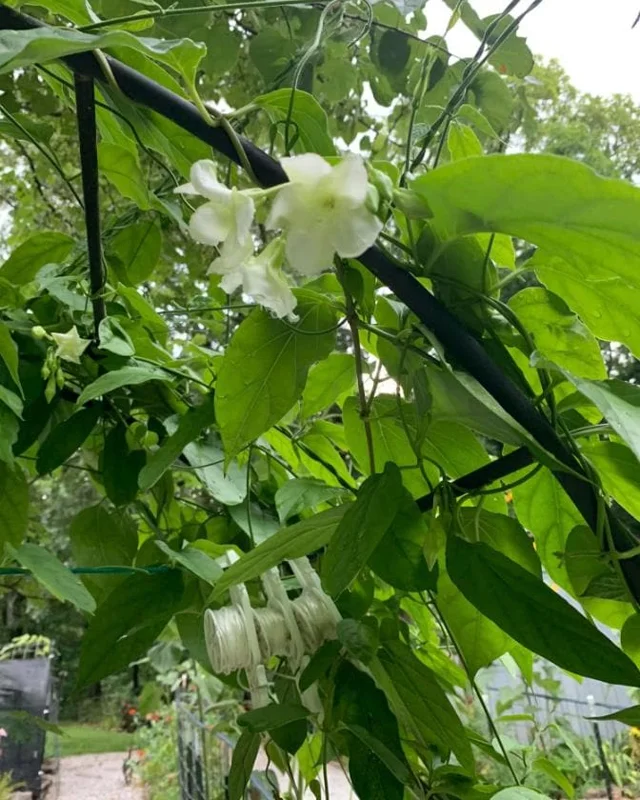 15 White Loroco Seeds - Climbing Edible Vegetable for Culinary Gardens - Image 1