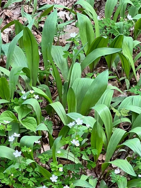 15 Wild Ramp Bulbs for Planting - Bare Root Perennial Onion Variety - Image 2
