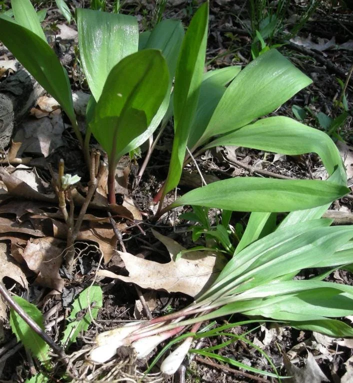 15 Wild Ramp Bulbs for Planting - Bare Root Perennial Onion Variety - Image 1