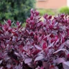 2 Alternanthera Little Ruby Live Plants - Starter 4-6" Tall - Ruby Purple Foliage - Image 1