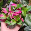 2 Alternanthera Party Time Live Plants – Colorful Foliage, 4-6" Tall, Easy Care - Image 1