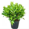 2 Bay Laurel Live Starter Plants - Sweet Bay Tree, Laurus Nobilis, 4-8 Inch Tall - Image 1