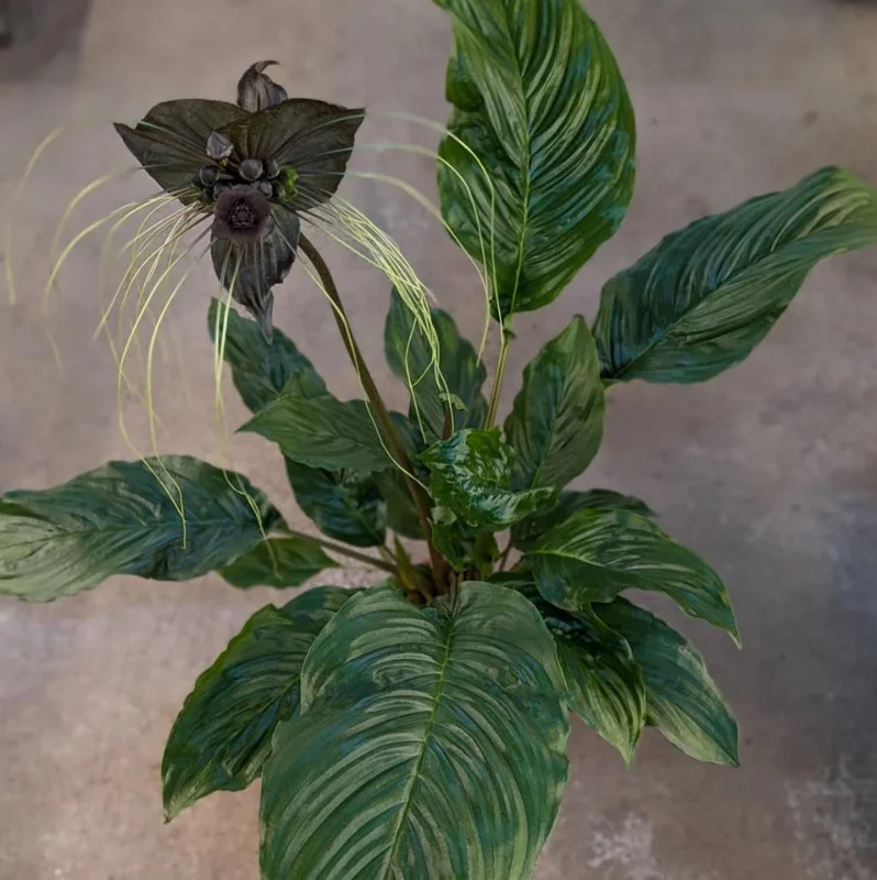 2 Black Bat Flower Live Plants (Tacca Chantrieri) - Cat's Whiskers Orchid, 3-6 Inch Tall, 2 Inch Pot 2 Black Bat Flower Live Plants (Tacca Chantrieri) - Cat's Whiskers Orchid, 3-6 Inch Tall, 2 Inch Pot - Image 2