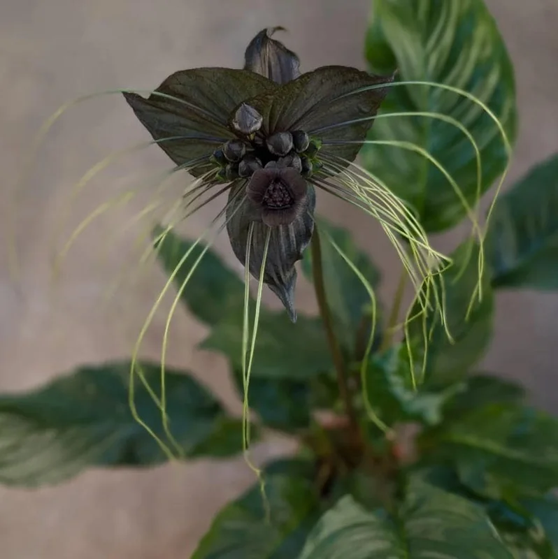 2 Black Bat Flower Live Plants (Tacca Chantrieri) - Cat's Whiskers Orchid, 3-6 Inch Tall, 2 Inch Pot 2 Black Bat Flower Live Plants (Tacca Chantrieri) - Cat's Whiskers Orchid, 3-6 Inch Tall, 2 Inch Pot - Image 3