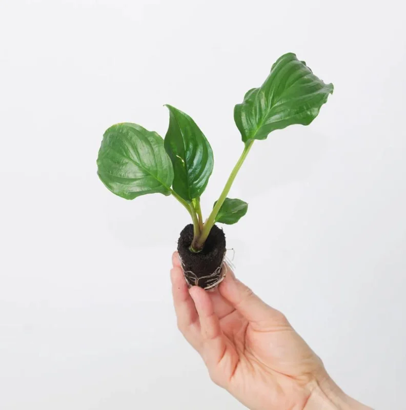 2 Black Bat Flower Live Plants (Tacca Chantrieri) - Cat's Whiskers Orchid, 3-6 Inch Tall, 2 Inch Pot 2 Black Bat Flower Live Plants (Tacca Chantrieri) - Cat's Whiskers Orchid, 3-6 Inch Tall, 2 Inch Pot - Image 4