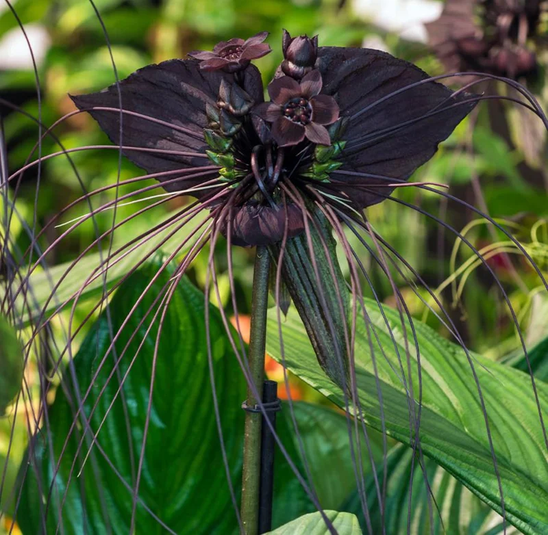 2 Black Bat Flower Live Plants (Tacca Chantrieri) - Cat's Whiskers Orchid, 3-6 Inch Tall, 2 Inch Pot 2 Black Bat Flower Live Plants (Tacca Chantrieri) - Cat's Whiskers Orchid, 3-6 Inch Tall, 2 Inch Pot - Image 5