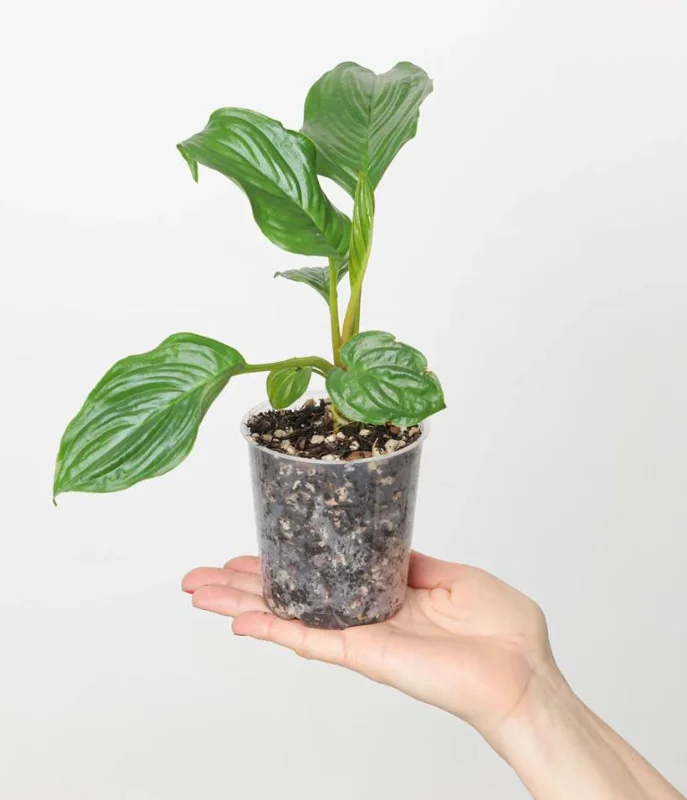 2 Black Bat Flower Live Plants (Tacca Chantrieri) - Cat's Whiskers Orchid, 3-6 Inch Tall, 2 Inch Pot 2 Black Bat Flower Live Plants (Tacca Chantrieri) - Cat's Whiskers Orchid, 3-6 Inch Tall, 2 Inch Pot - Image 7