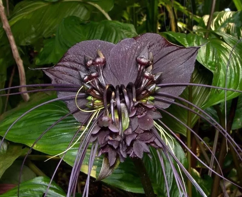 2 Black Bat Flower Live Plants (Tacca Chantrieri) - Cat's Whiskers Orchid, 3-6 Inch Tall, 2 Inch Pot 2 Black Bat Flower Live Plants (Tacca Chantrieri) - Cat's Whiskers Orchid, 3-6 Inch Tall, 2 Inch Pot - Image 9