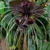 2 Black Bat Flower Live Plants (Tacca Chantrieri) - Cat's Whiskers Orchid, 3-6 Inch Tall, 2 Inch Pot 2 Black Bat Flower Live Plants (Tacca Chantrieri) - Cat's Whiskers Orchid, 3-6 Inch Tall, 2 Inch Pot - Image 1