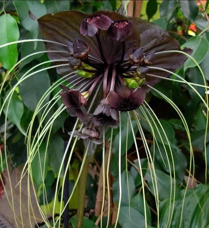 2 Black Bat Flower Live Plants (Tacca Chantrieri) - Cat's Whiskers Orchid, 3-6 Inch Tall, 2 Inch Pot 2 Black Bat Flower Live Plants (Tacca Chantrieri) - Cat's Whiskers Orchid, 3-6 Inch Tall, 2 Inch Pot - Image 1