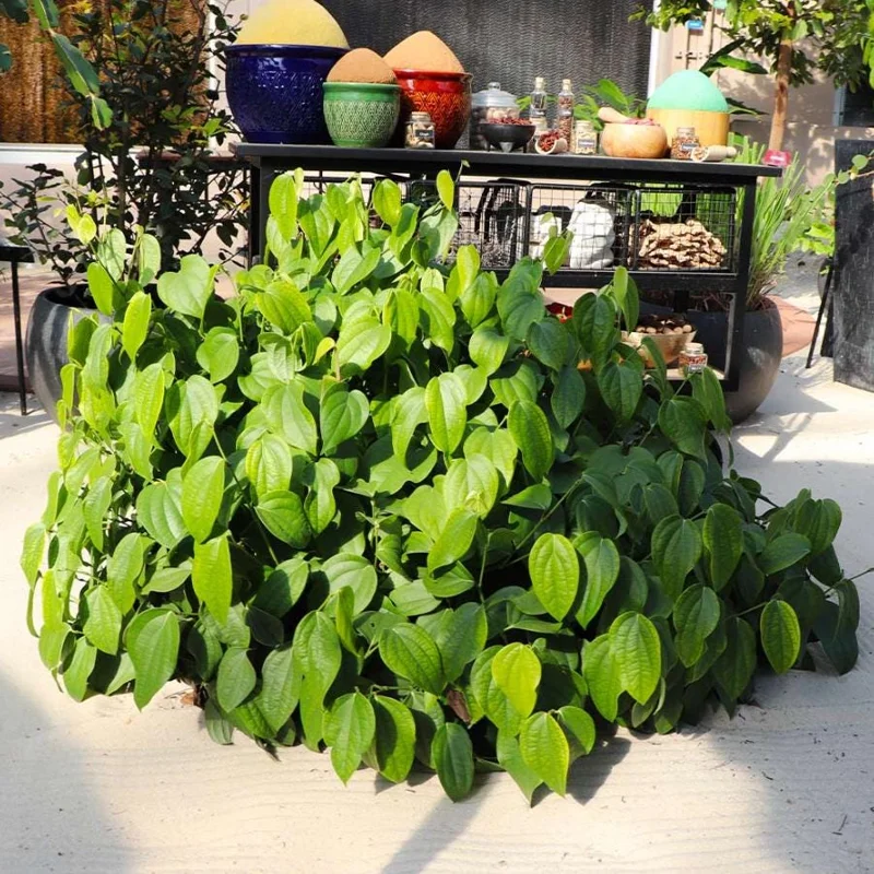 2 Black Pepper Live Plants Piper Nigrum Spice Vine Starter 4-6" Tall 2 Black Pepper Live Plants Piper Nigrum Spice Vine Starter 4-6" Tall - Image 10